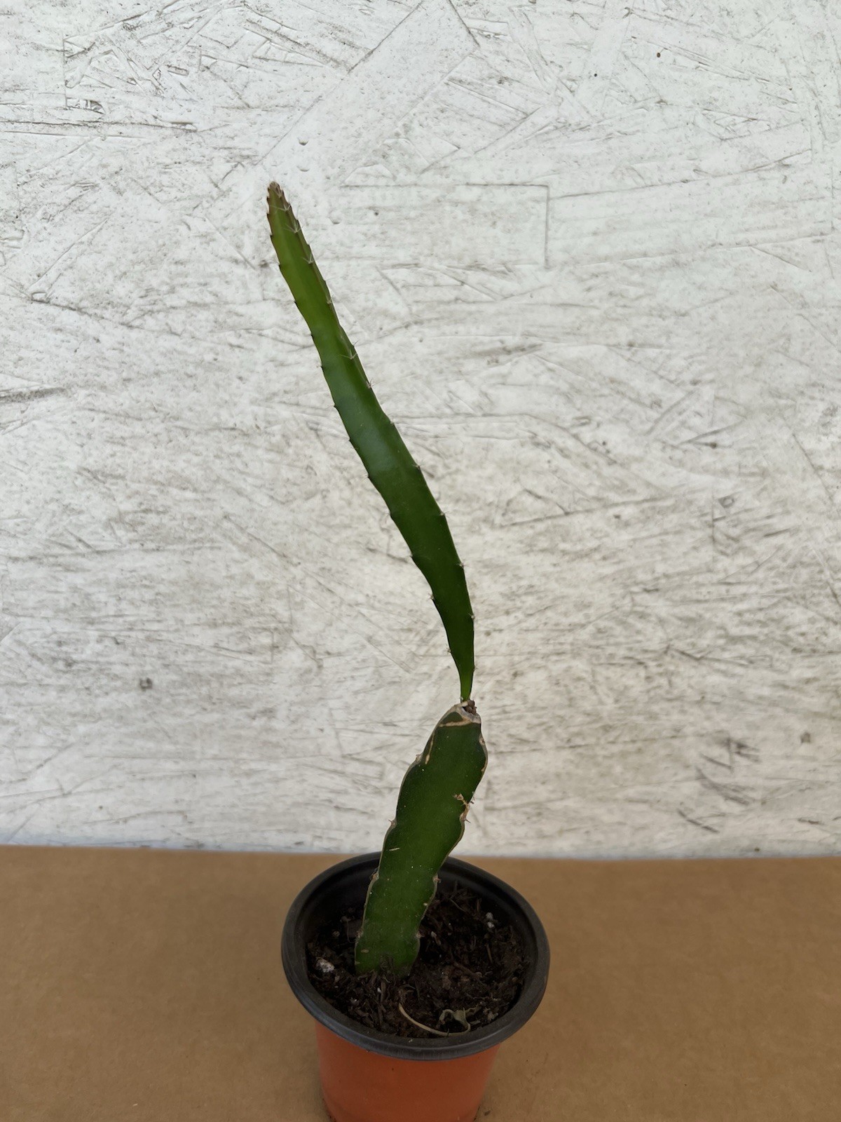 1 Rooted And Sprouted White Dragon Fruit 15” With Pot Live Plant