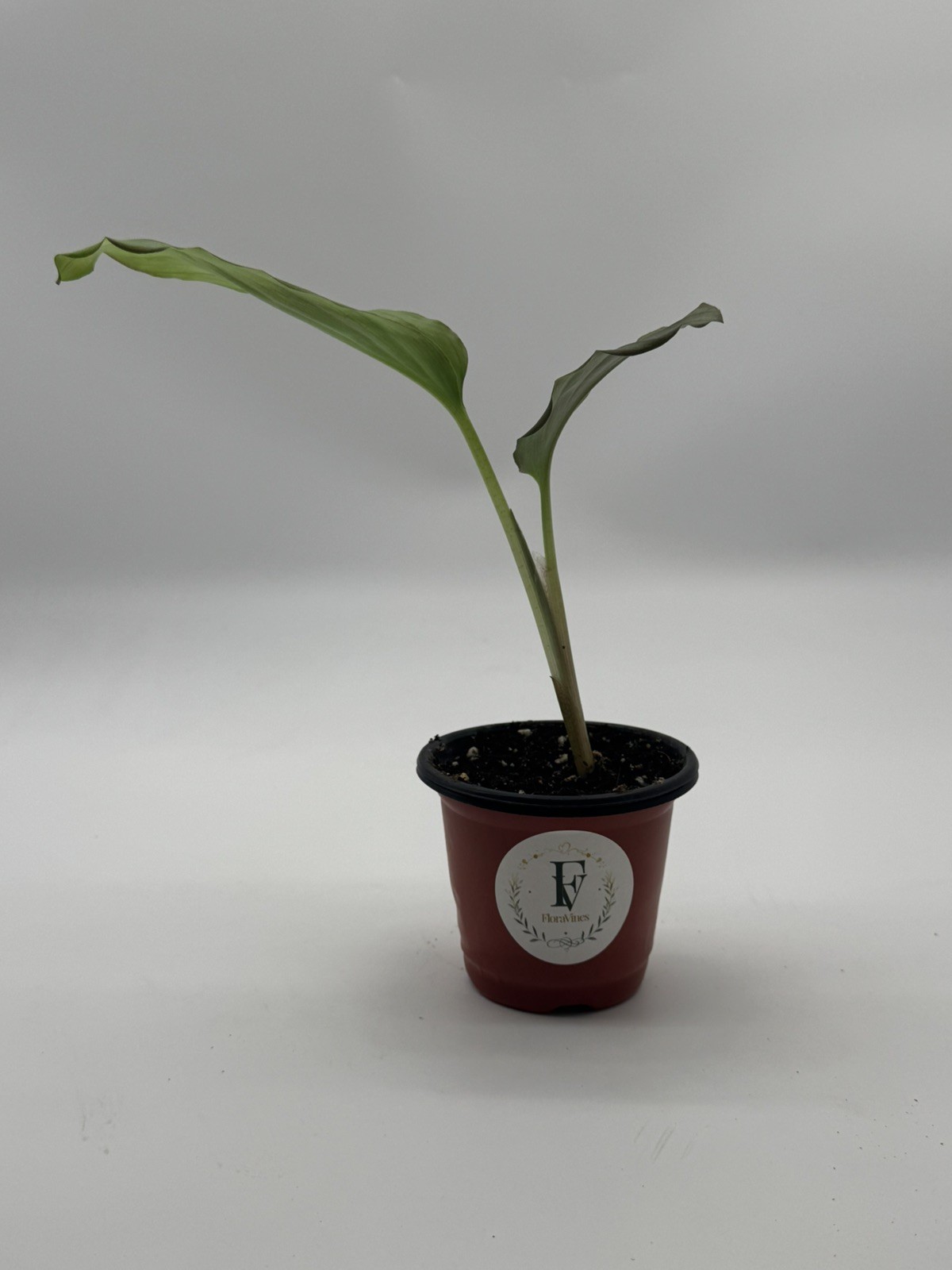 Kaempferia Galanga Live Plant 4″ Pot Aromatic Ginger Rare Tropical Plant