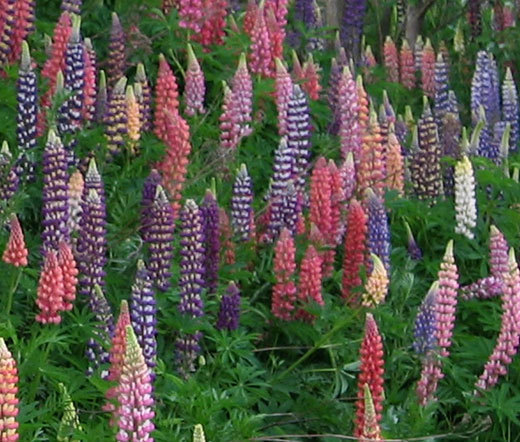 LUPINE RUSSEL MIX PERENNIAL Lupinus Polyphyllus Russell – 5,000 Bulk Seeds
