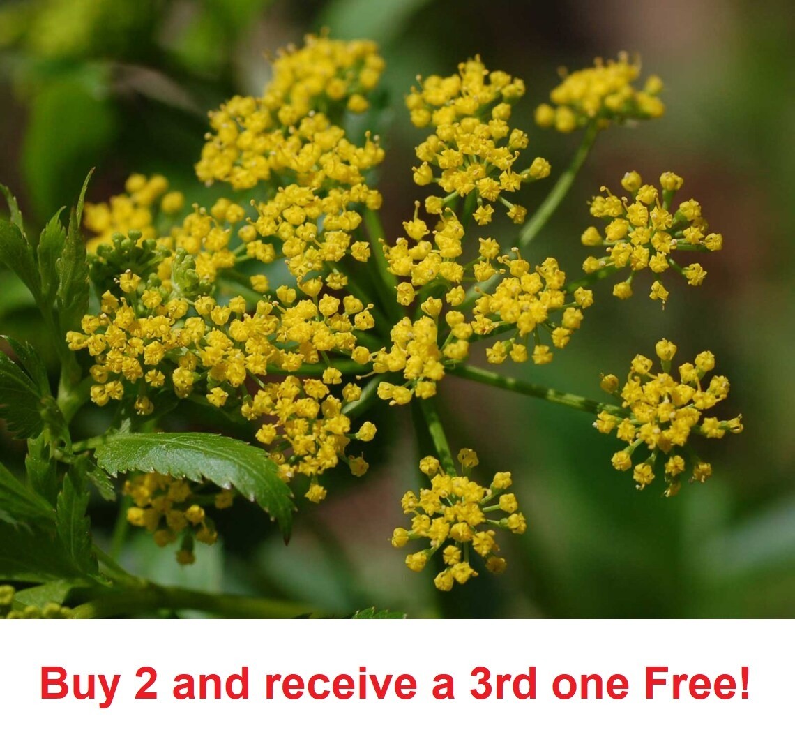 300+ Golden Alexanders seeds Zizia Aurea (approx.)