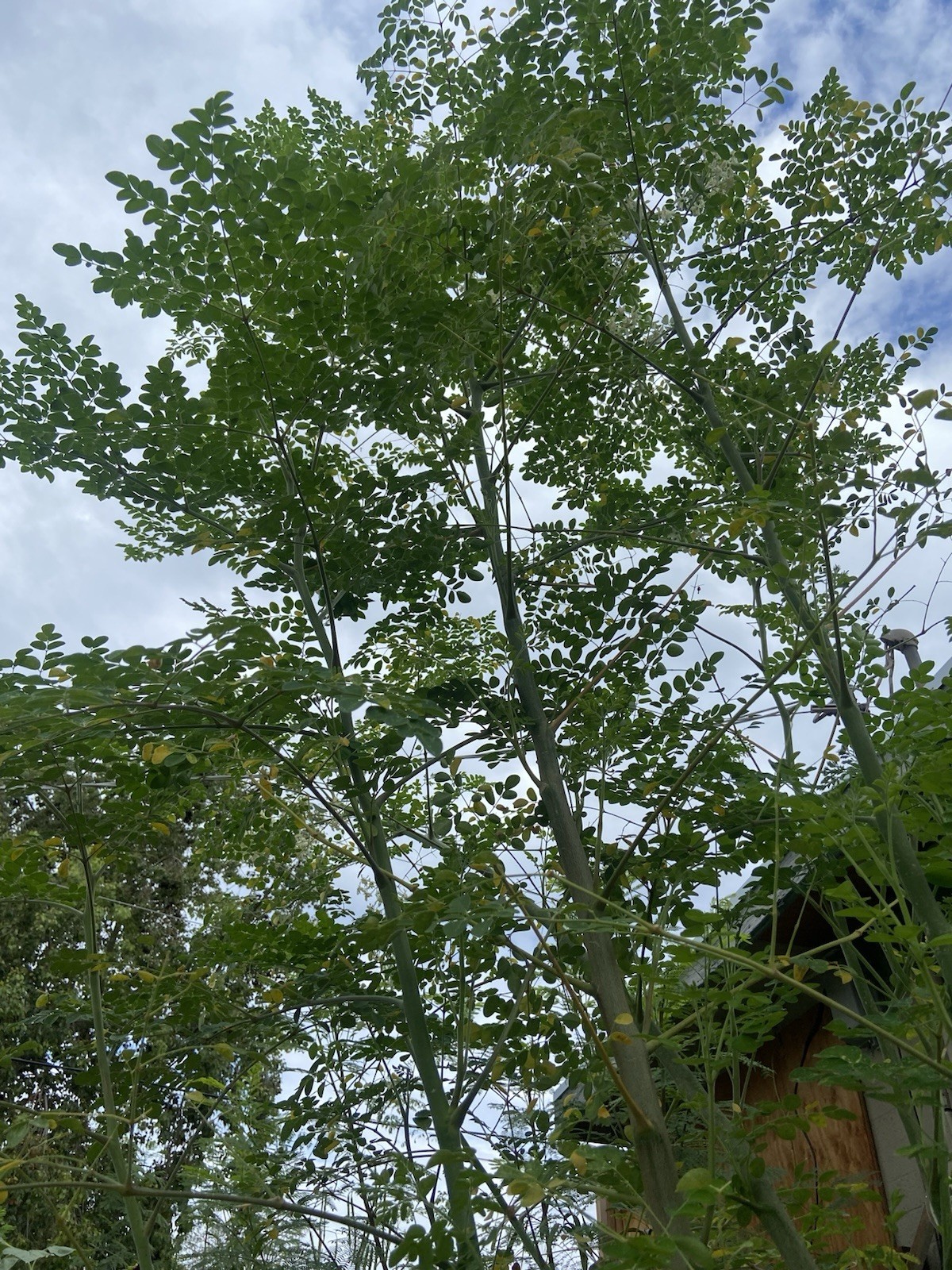 Moringa Oleifera Tree 5-10”. Live Plant 100% Organically Grown