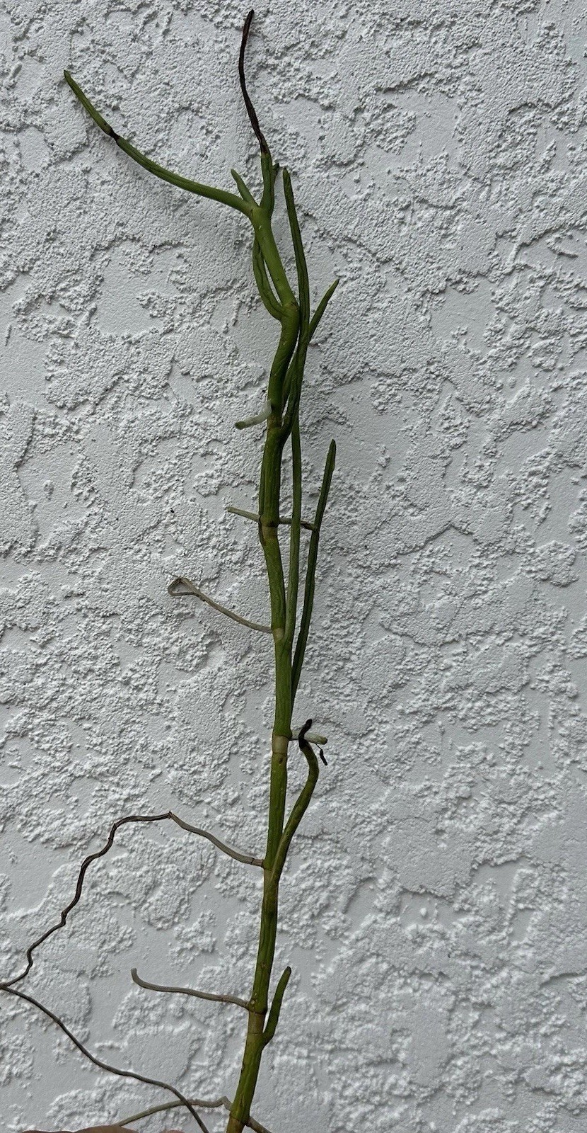 Vanda terete Miss Joaquin. Full Sun. Orchid Plant