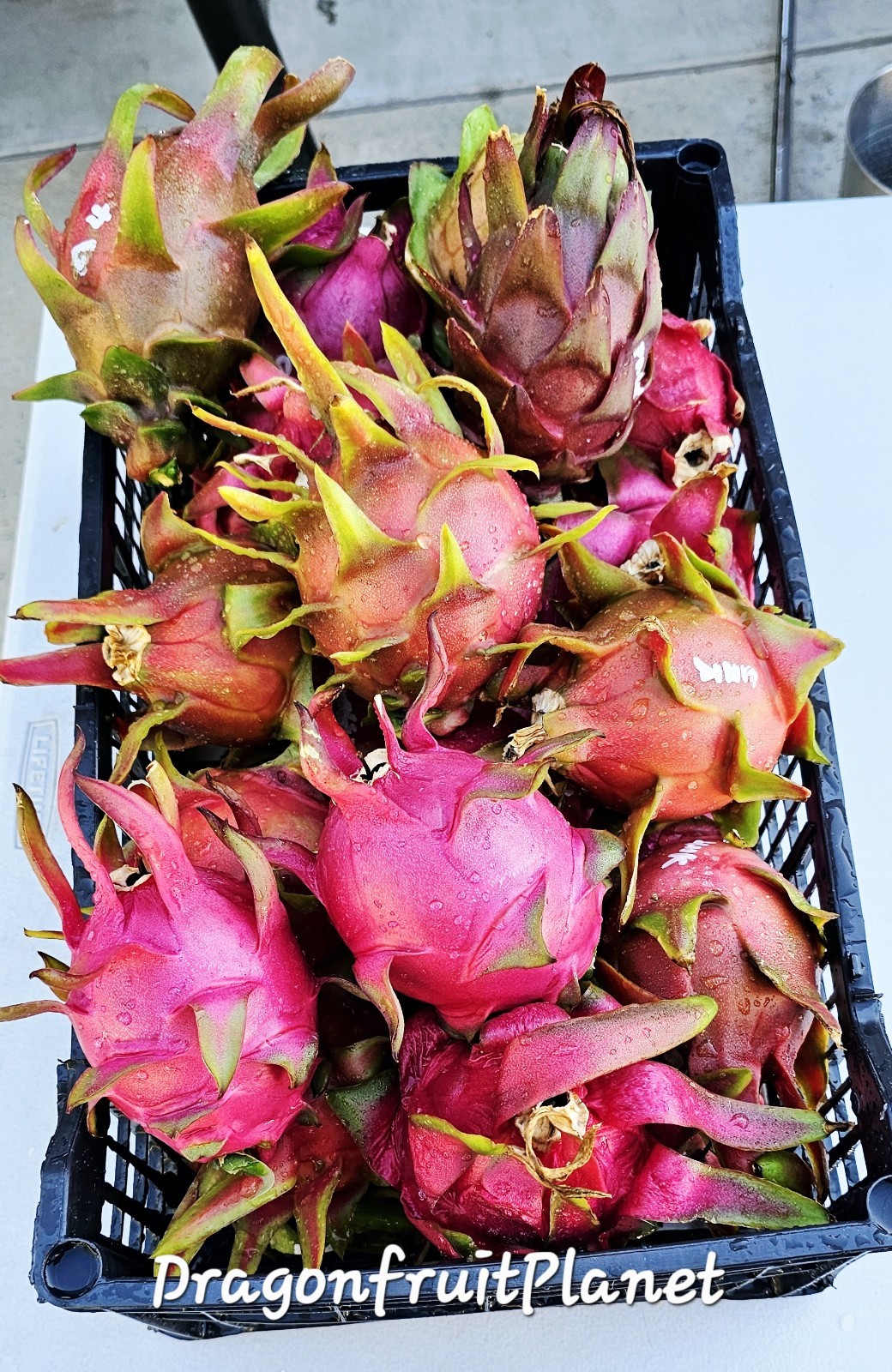 Rooted Dragon Fruit Cuttings (12 to 16 inches long) 20 Plus Varieties