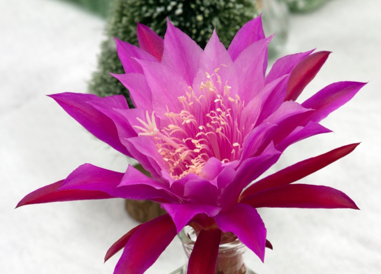 Epiphyllum, Orchid Cactus, ” MENNO PAETZ “, Don’s Quart pots JUNE/2