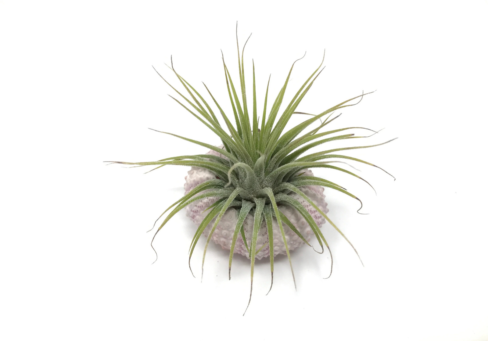 Pink/White Sea Urchin Shell + Air Plant