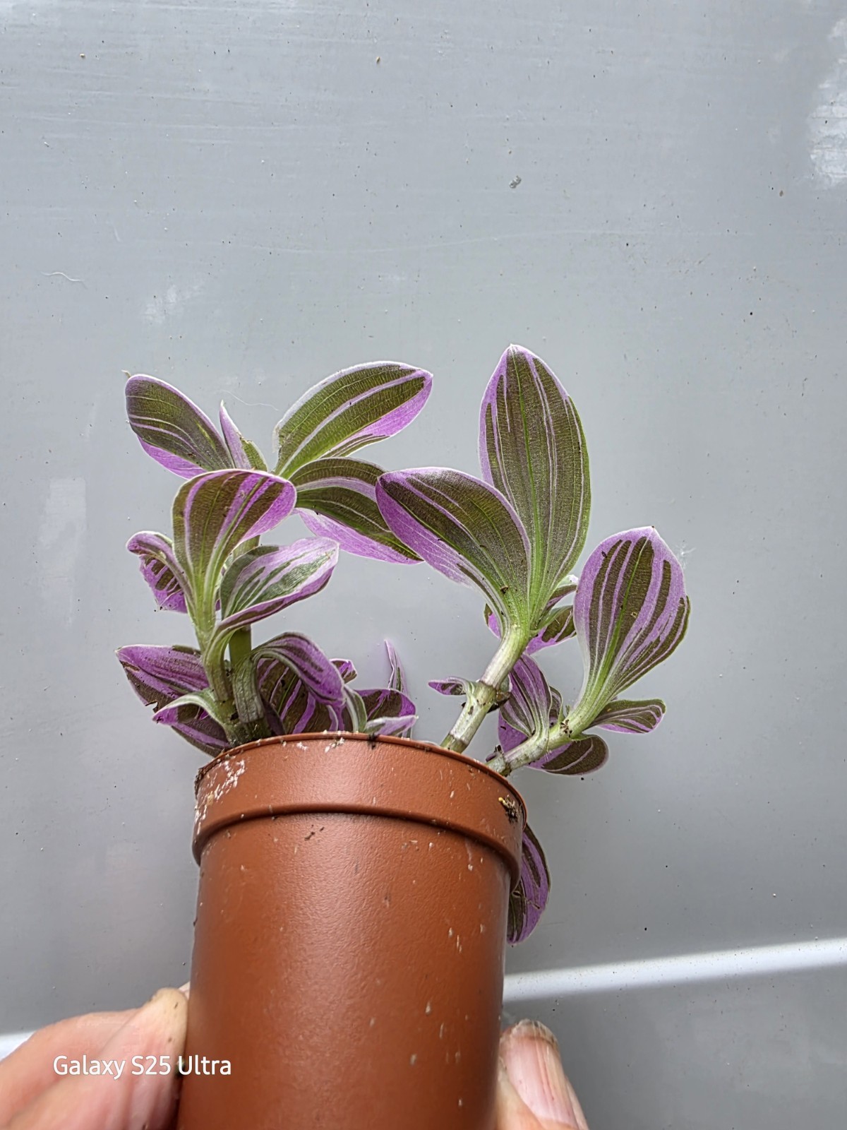 Wandering Jew Pink Tradescantia Nanouk Bubblegum Plants Rooted in 2″ Nursery Pot