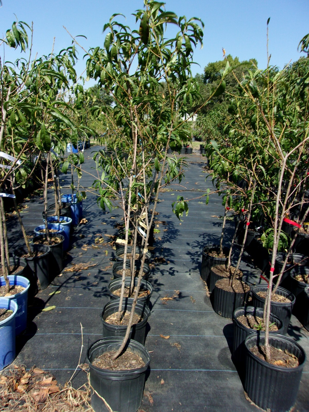 TROPIC SNOW PEACH 4-6 FT TREE PLANT SWEET JUICY PEACHES FRUIT TREES PLANTS