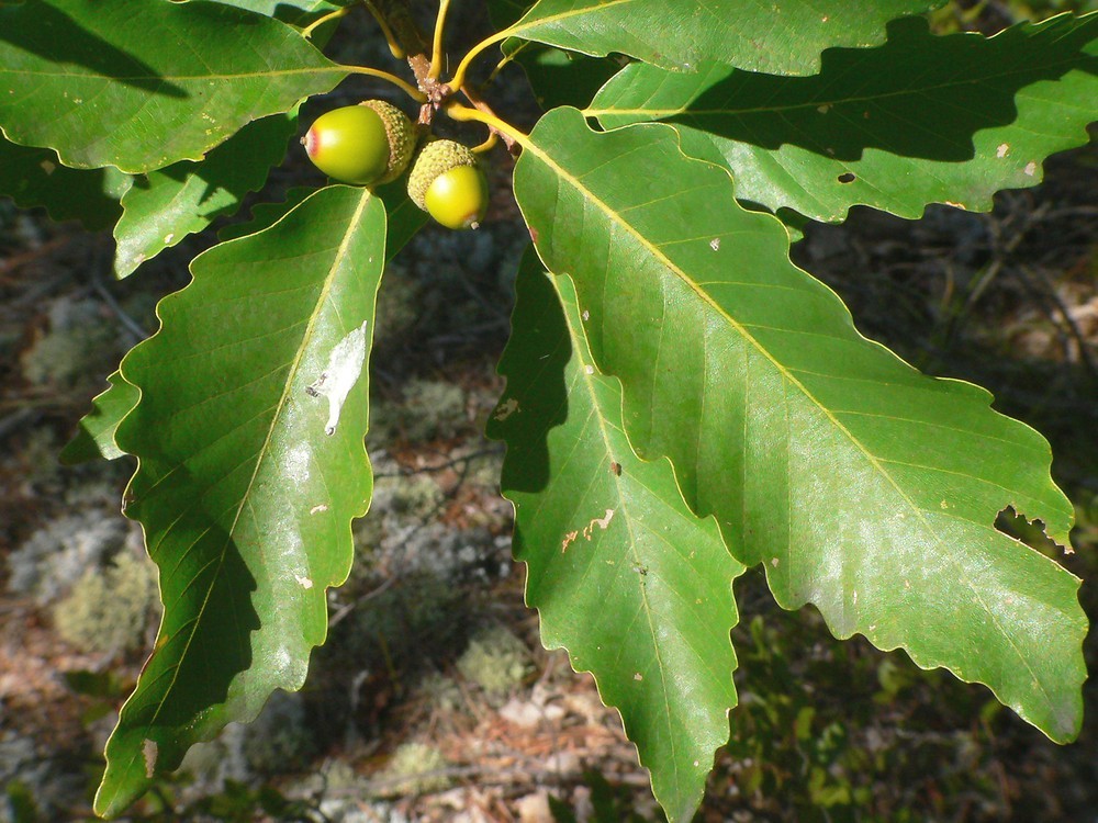 5 Chestnut Oak Tree 12-24″ Starter Plant Quercus montana Bare Root