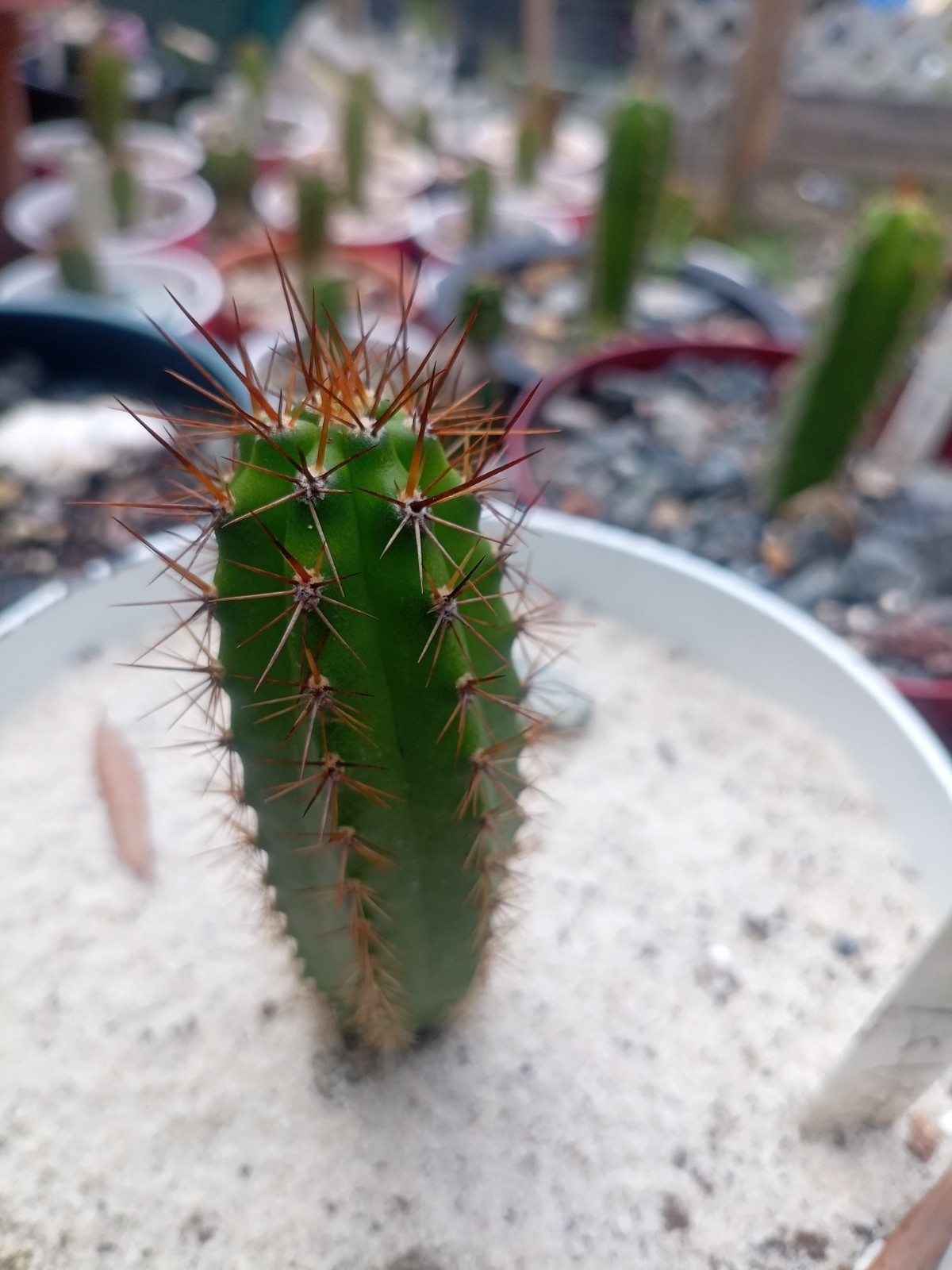 Echinopsis Rare Seed Grown Yearling packs of 5 for 20$?Cultivars In Description