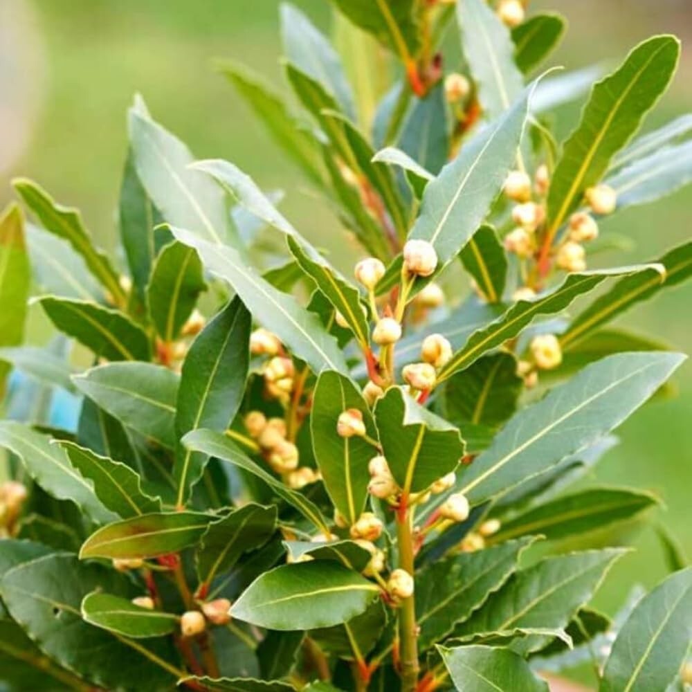 Laurus Nobilis Bay Leaf Tree Plant 5-7 Inches Sweet Bay Laurel