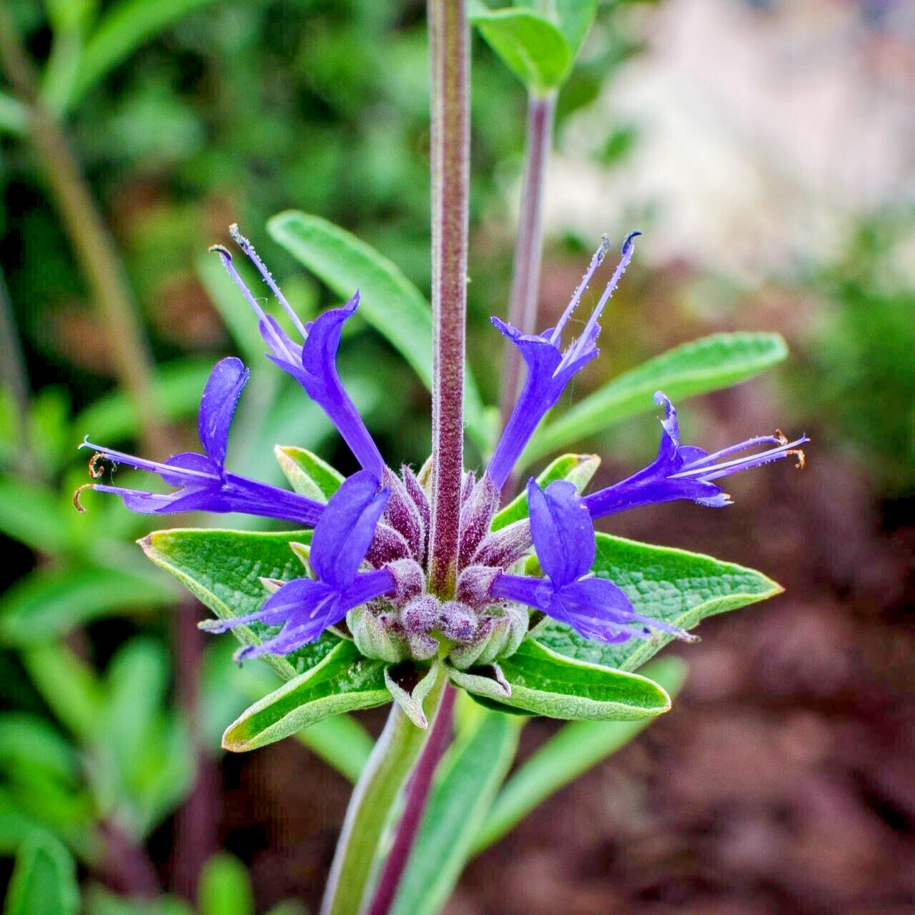 Salvia Clevelandii Blue Purple Cleveland Sage 7 Live 6″ Flower Plant Cuttings
