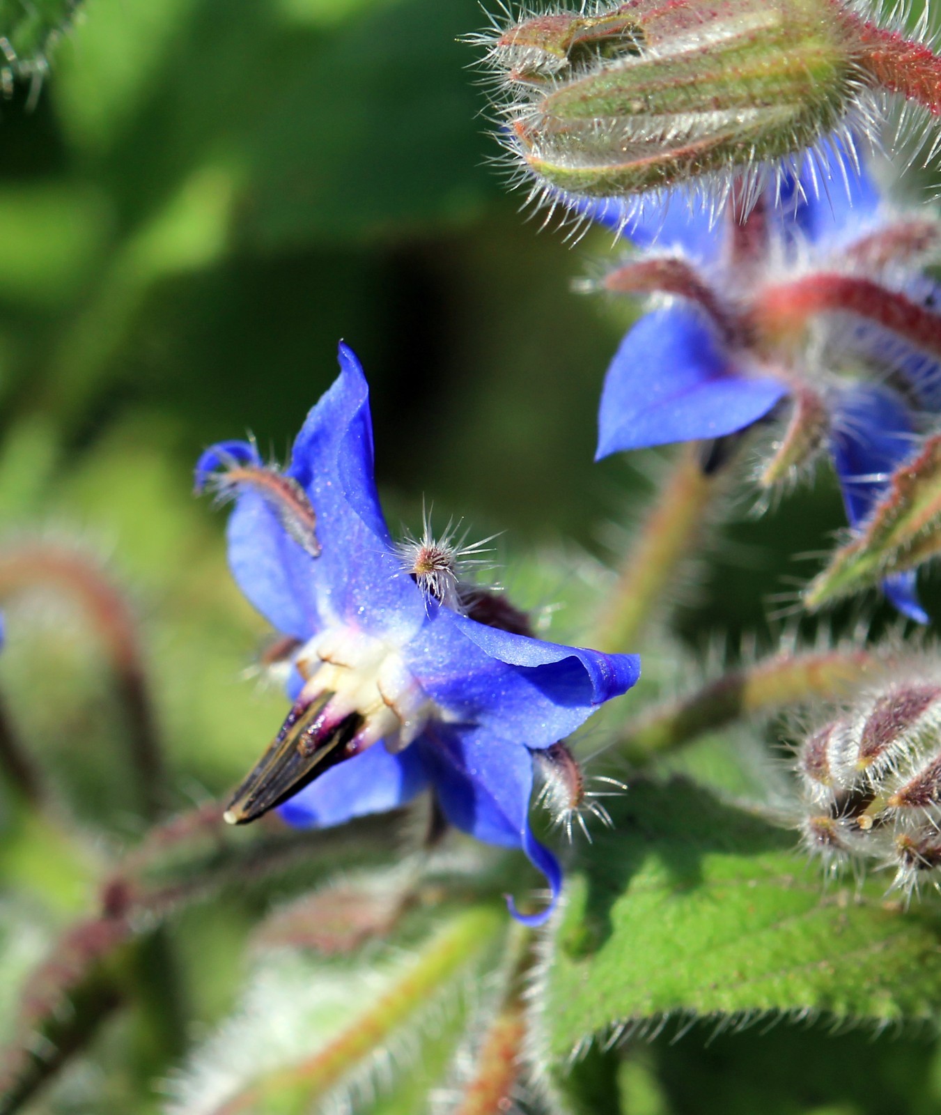 150 Borage Seeds – Borago officinalis seeds – Deer resistant – Flowers – Herb