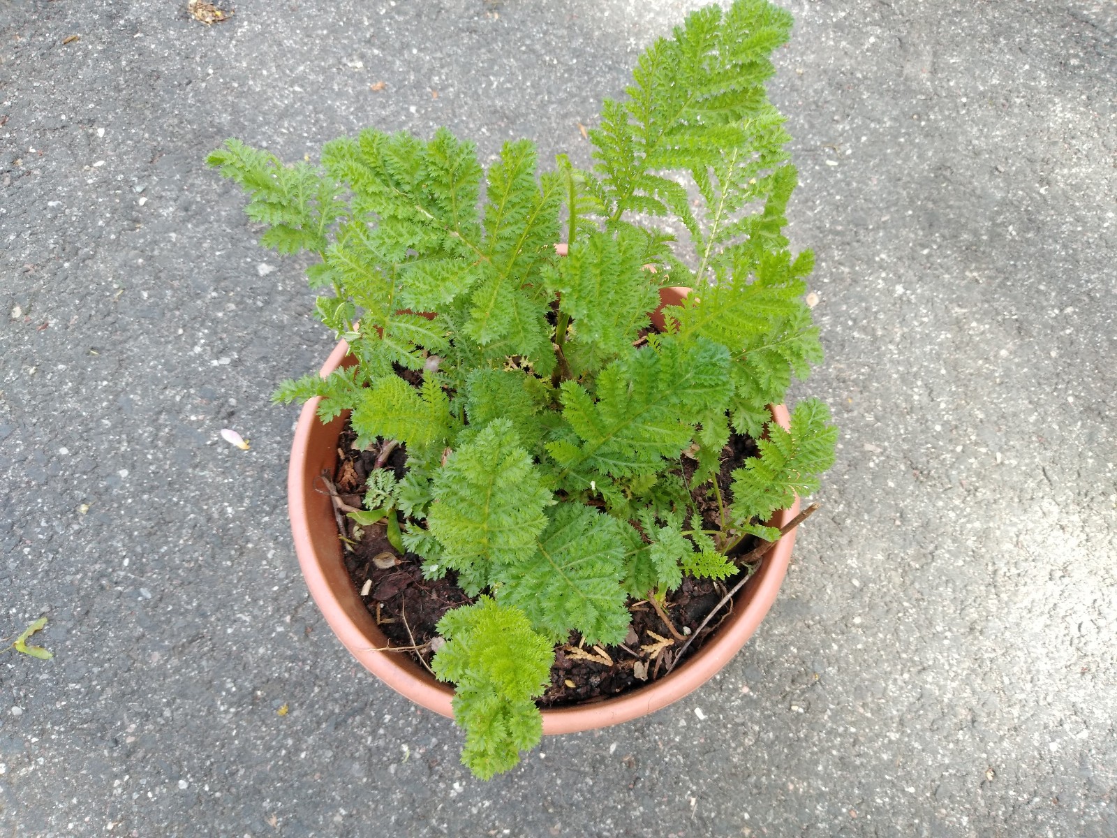Lot of 5: Tansy Medicinal Insect Mosquito Repellent Live Plant