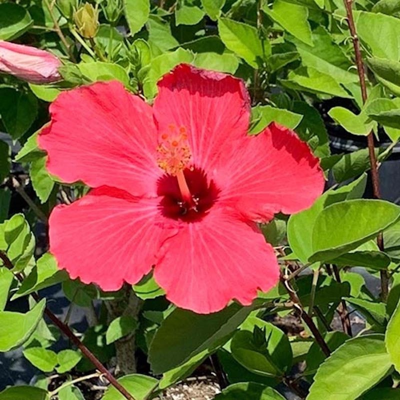 1 Red Althea Hibiscus syriacus Rose of Sharon 12-24″ Starter Plant