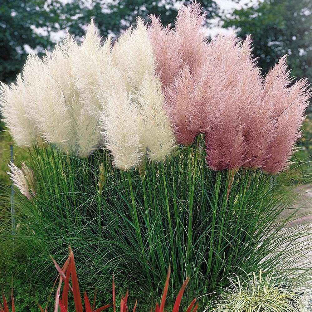 100+ Pampas Grass Seeds | Available in White or Pink – Perennial Non-GMO