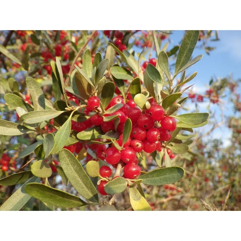 100 Silver Buffaloberry Seeds Shepherdia argentea Hardy Red Berry Shrub