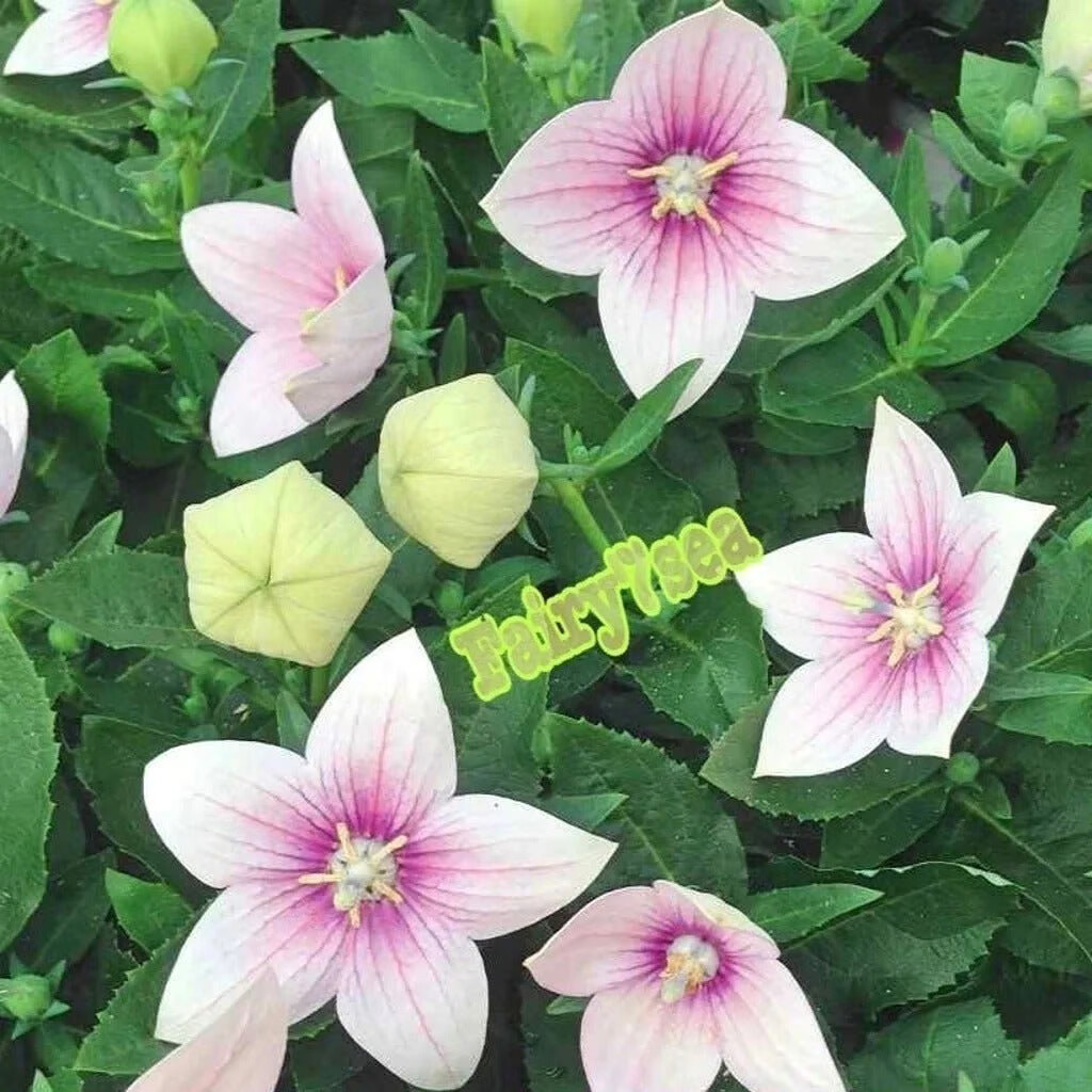 Balloon Flower Seeds – Platycodon Grandiflorus – Rose Balloon Flower