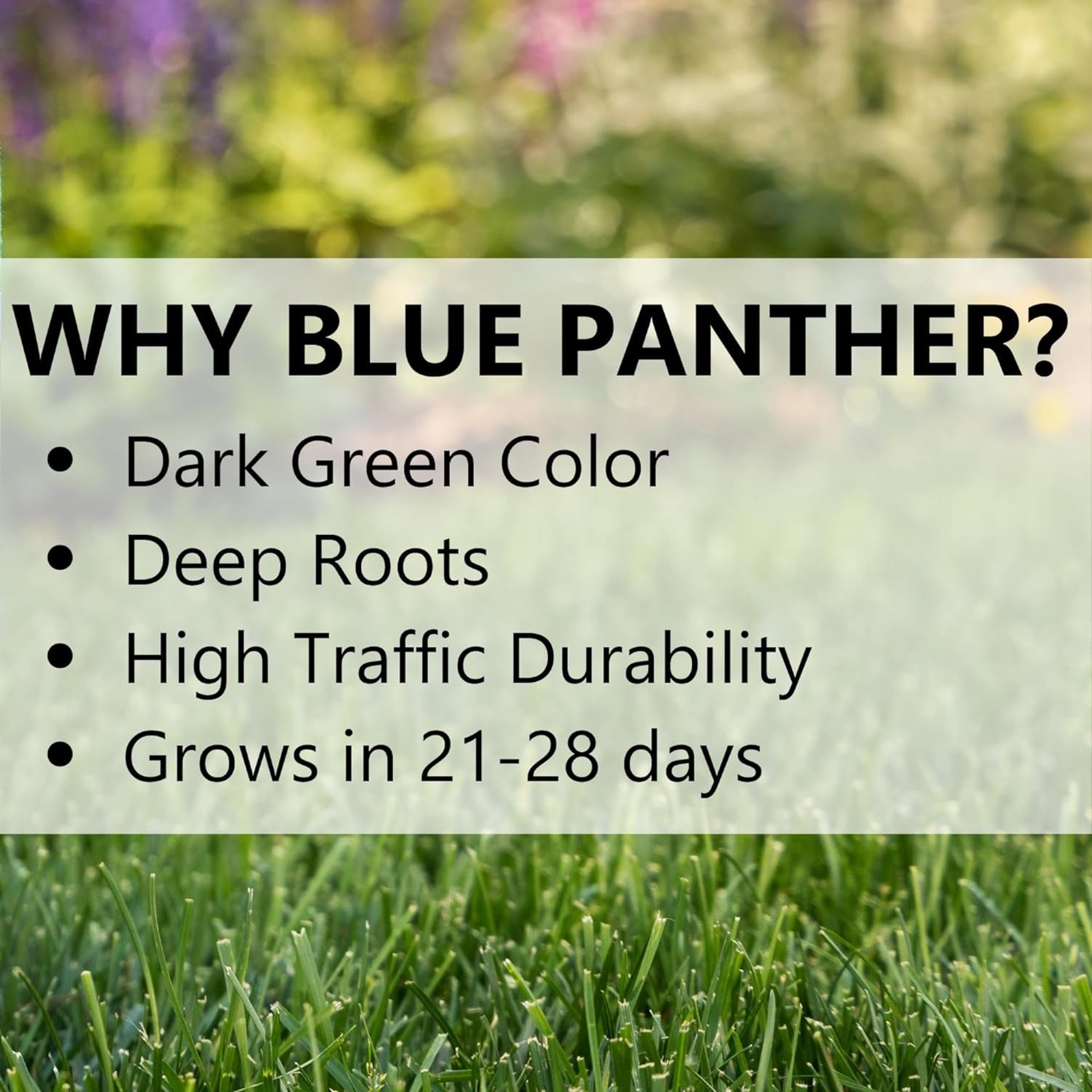 Jonathan Green (#11980) Blue Panther Kentucky Bluegrass Seed – 25lb bag
