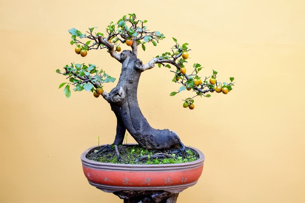 10 Persimmon Bonsai Tree Seeds – Made in USA, Ships from Iowa – Popular Outdoor