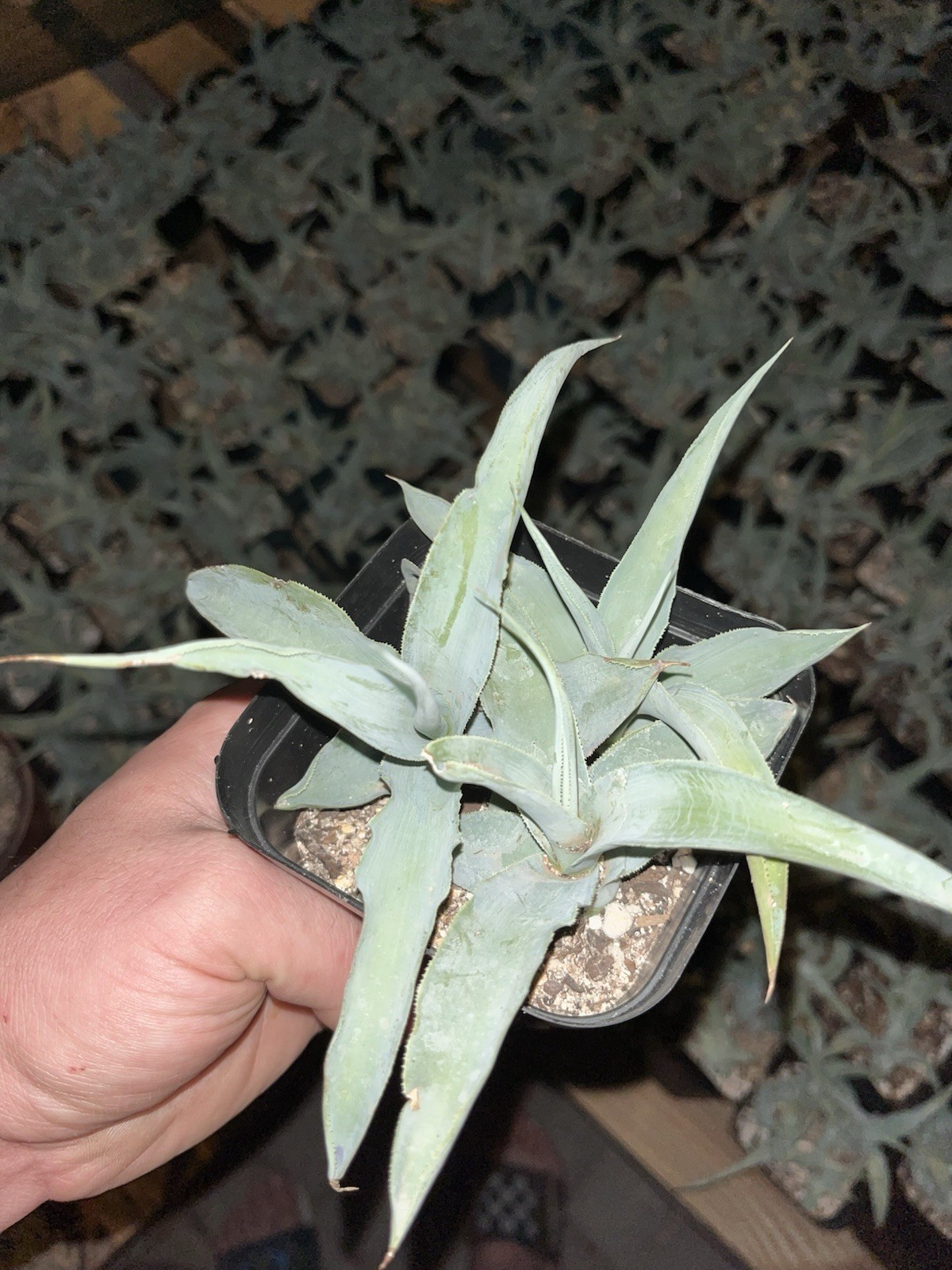 FOUR octopus agave plants in a 4” pot, ships in pot rooted and ready. Bulk deal