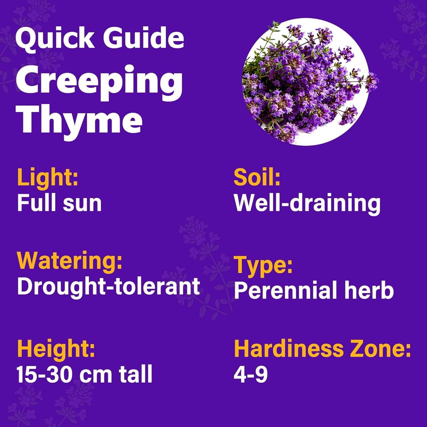 20,000 Creeping Thyme Seeds – Heirloom Thymus Serpyllum for Your Garden