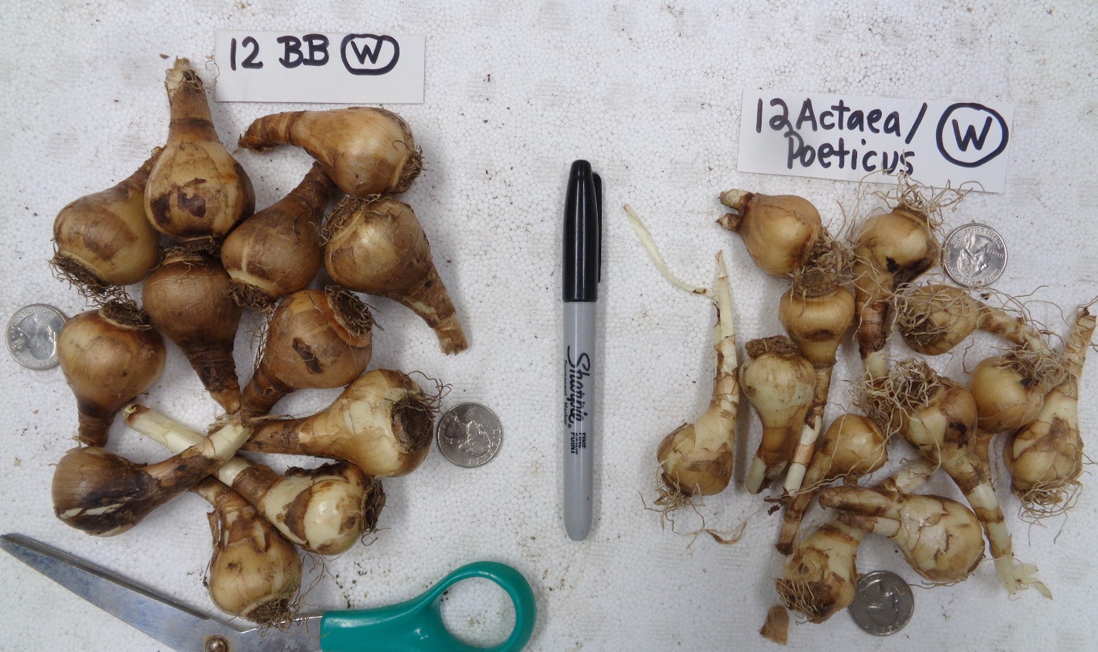 24 DAFFODIL BULBS 2 KINDS white orange Narcissus Poeticus FromMyGarden~*PlsREAD