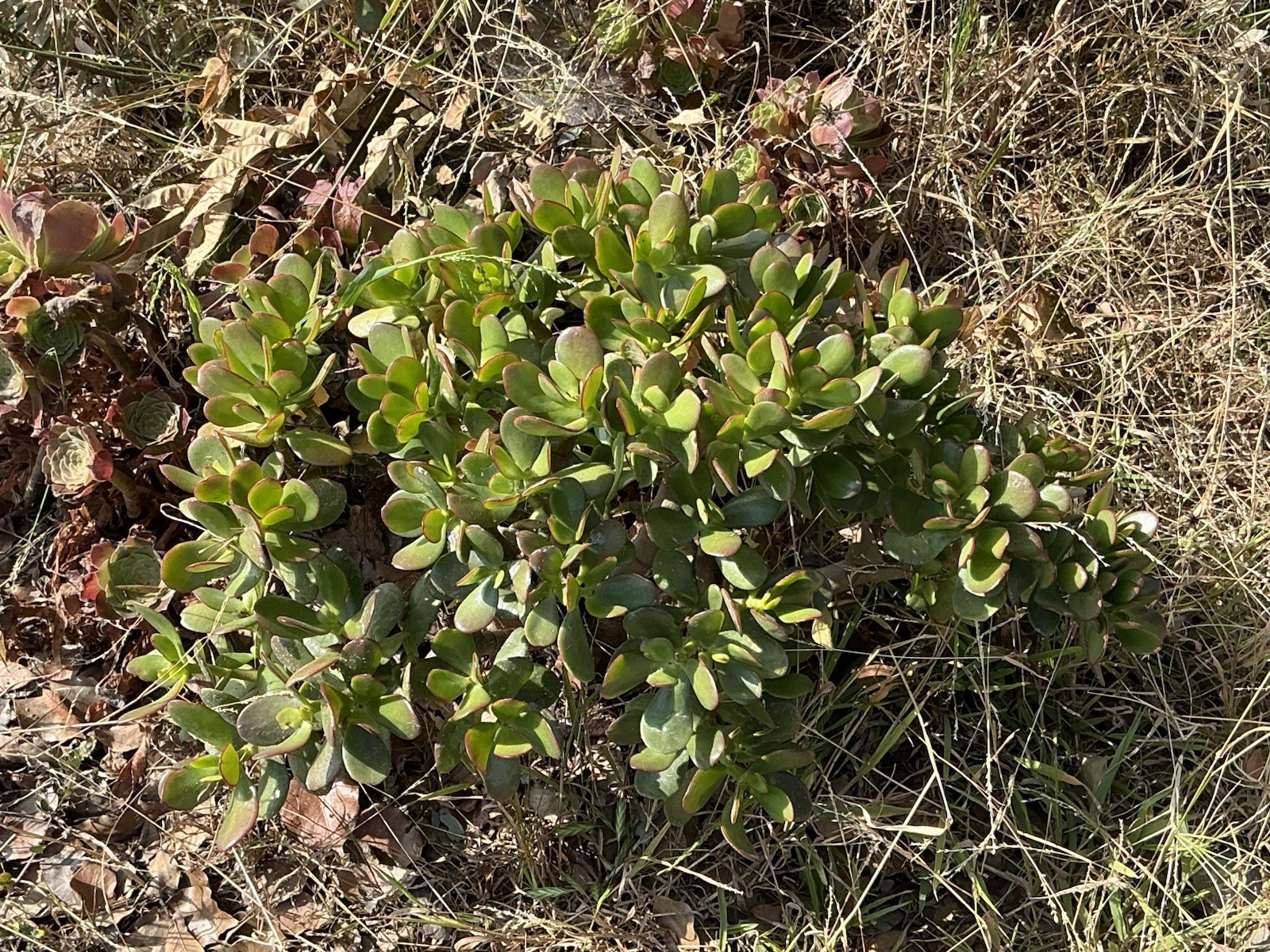 healthy jade plant with roots, Around 16” To 17” tall, rooted