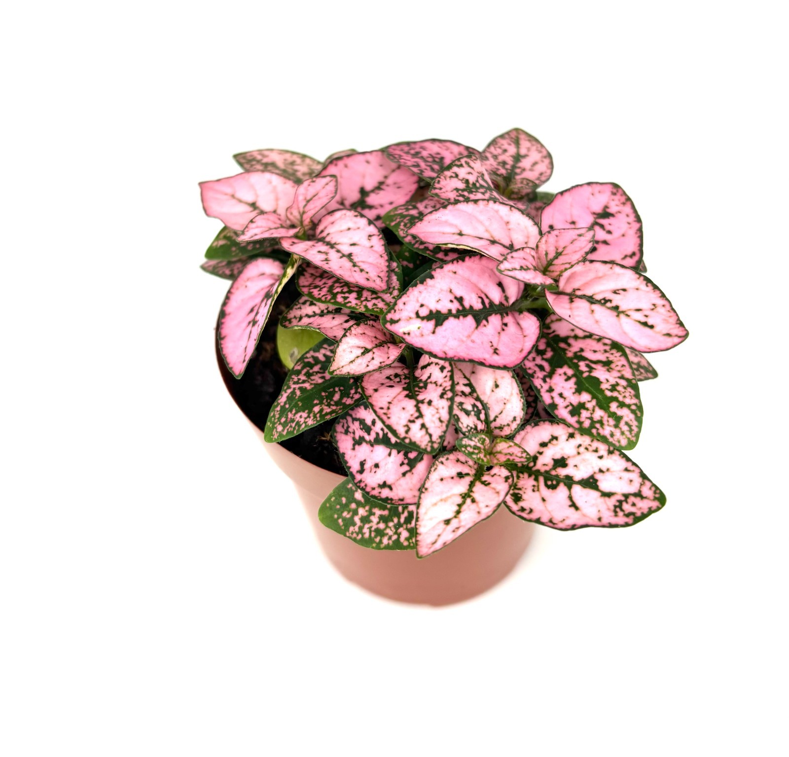 Hypoestes Rose Splash Live Potted House Plants Air Purifying, 2.5″ Pot