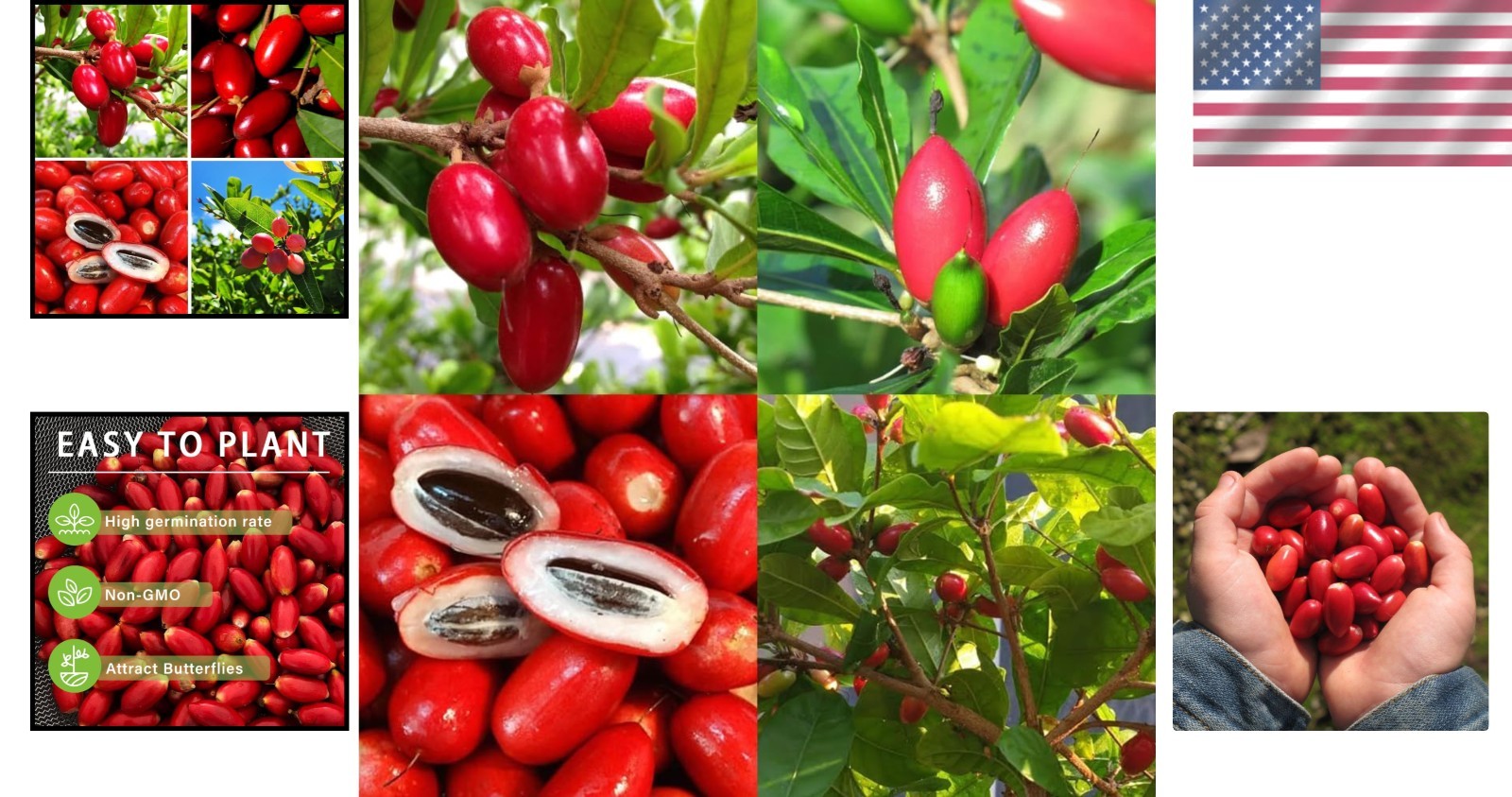 Unlock Sweet Flavors with 35+ Miracle Berry Seeds – Perfect for Outdoor Planting