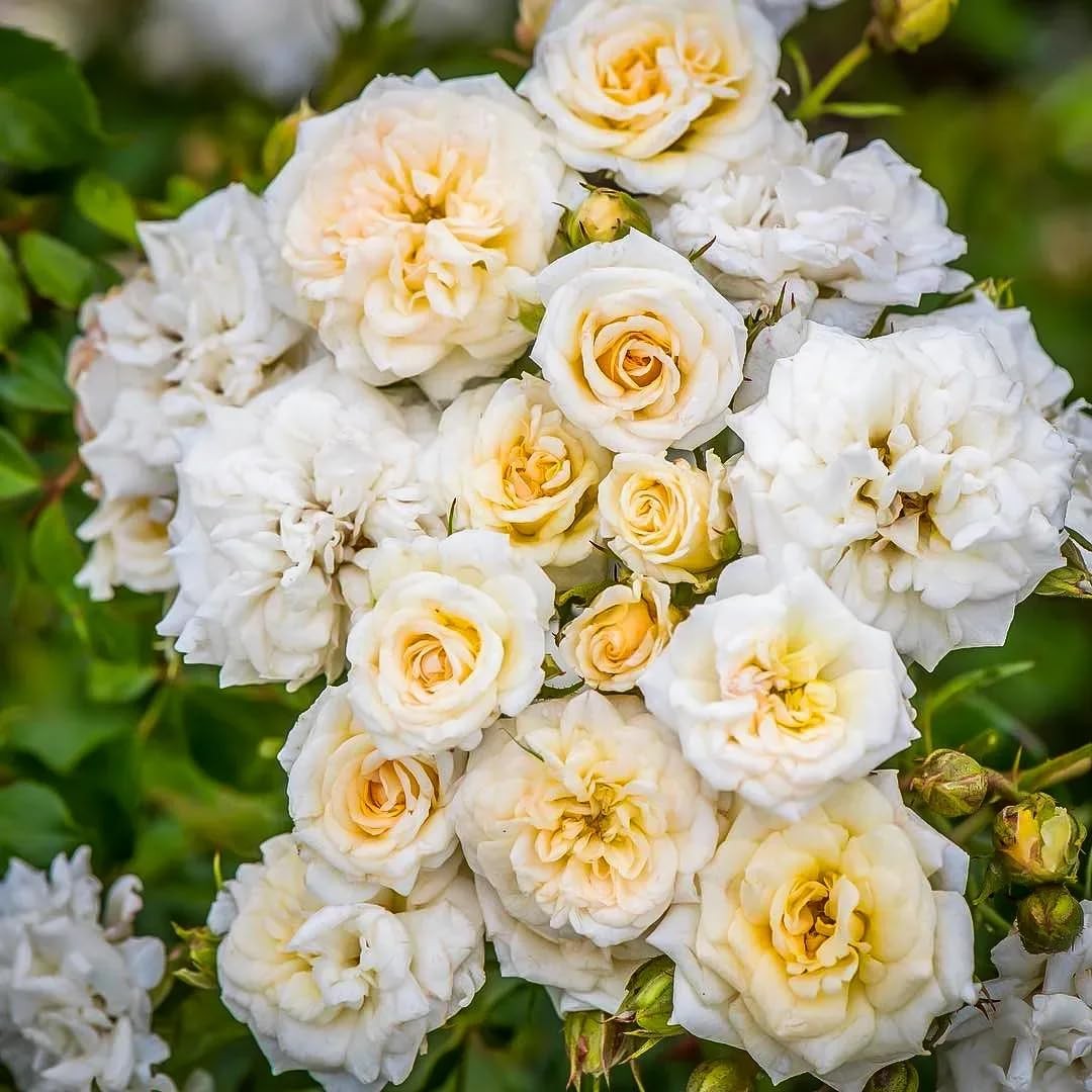 Carpet Creeping 150 Mix Climbing Rose Seeds For Planting Outdoors-Perennial
