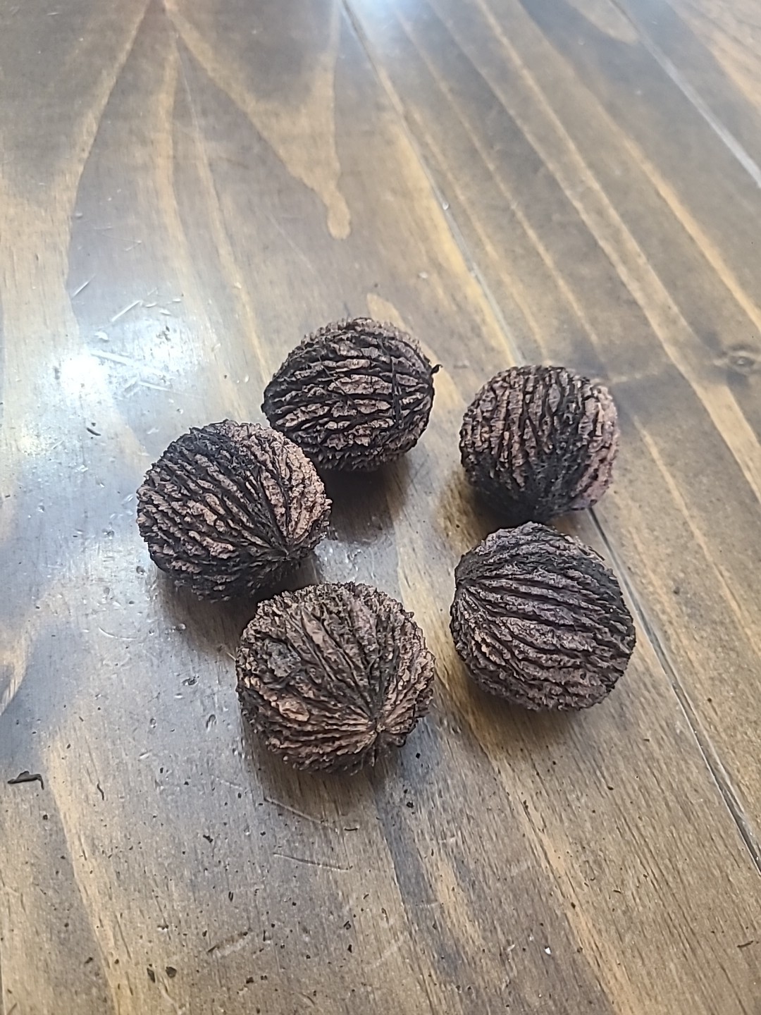 BLACK WALNUT SEEDS (5 Nuts) – Juglans Nigra- Farm Fresh From KY 2025 Harvest