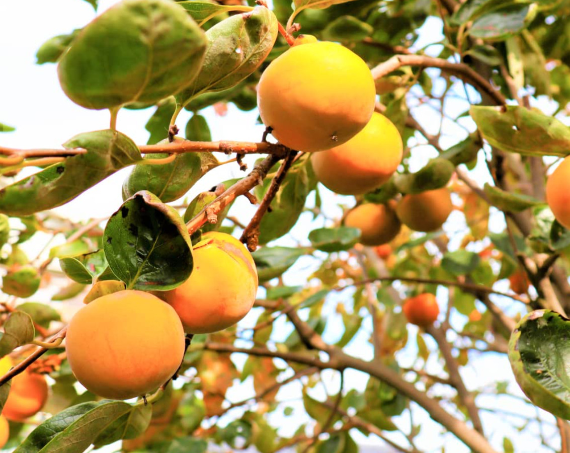 American Persimmon Tree, Live Plant, Qt Pot, 6–12″ Tall, No Ship AK, HI, PR