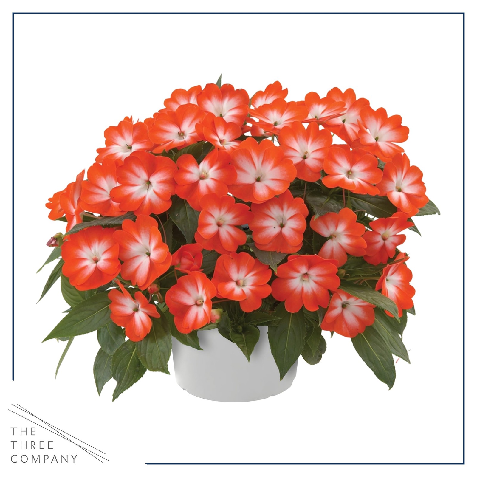 Live Flowering New Guinea Impatiens Grower’s Choice Assorted Colors 3 Plants…