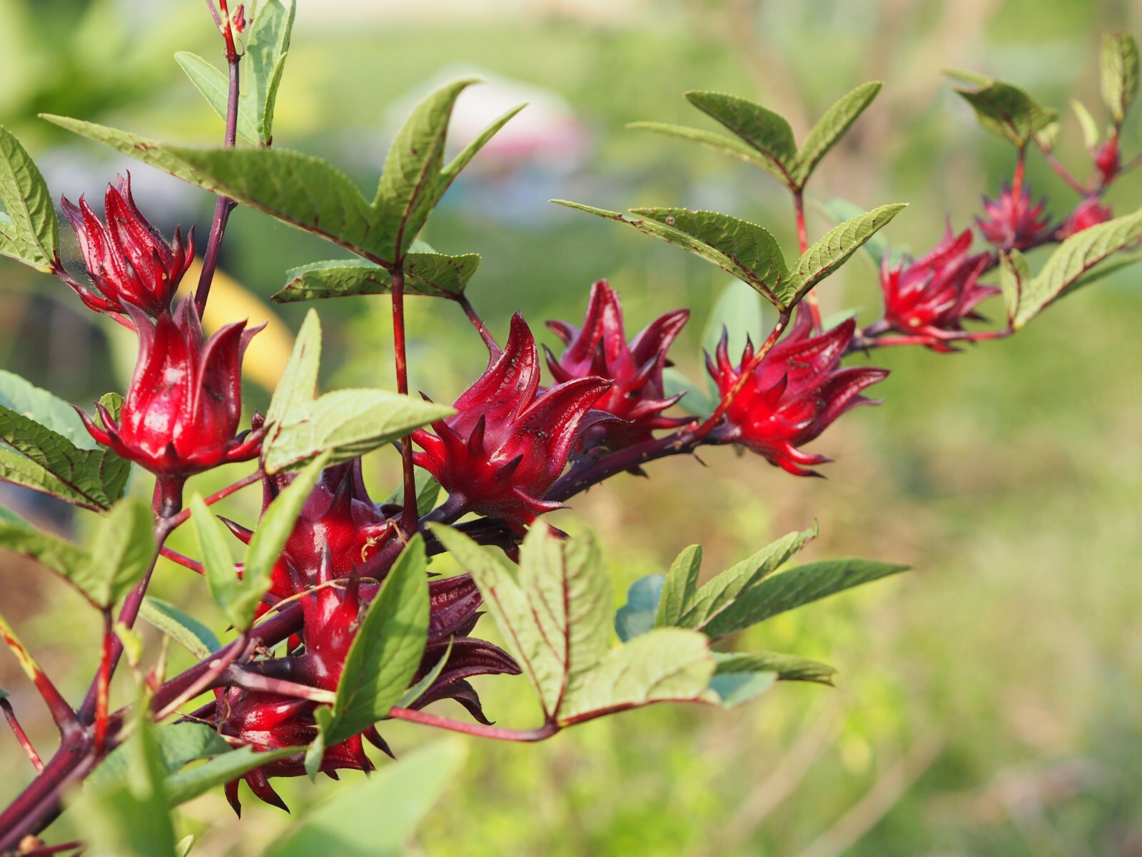 Roselle Seeds – Asian Sour Leaf (Hibiscus) – 1.gram