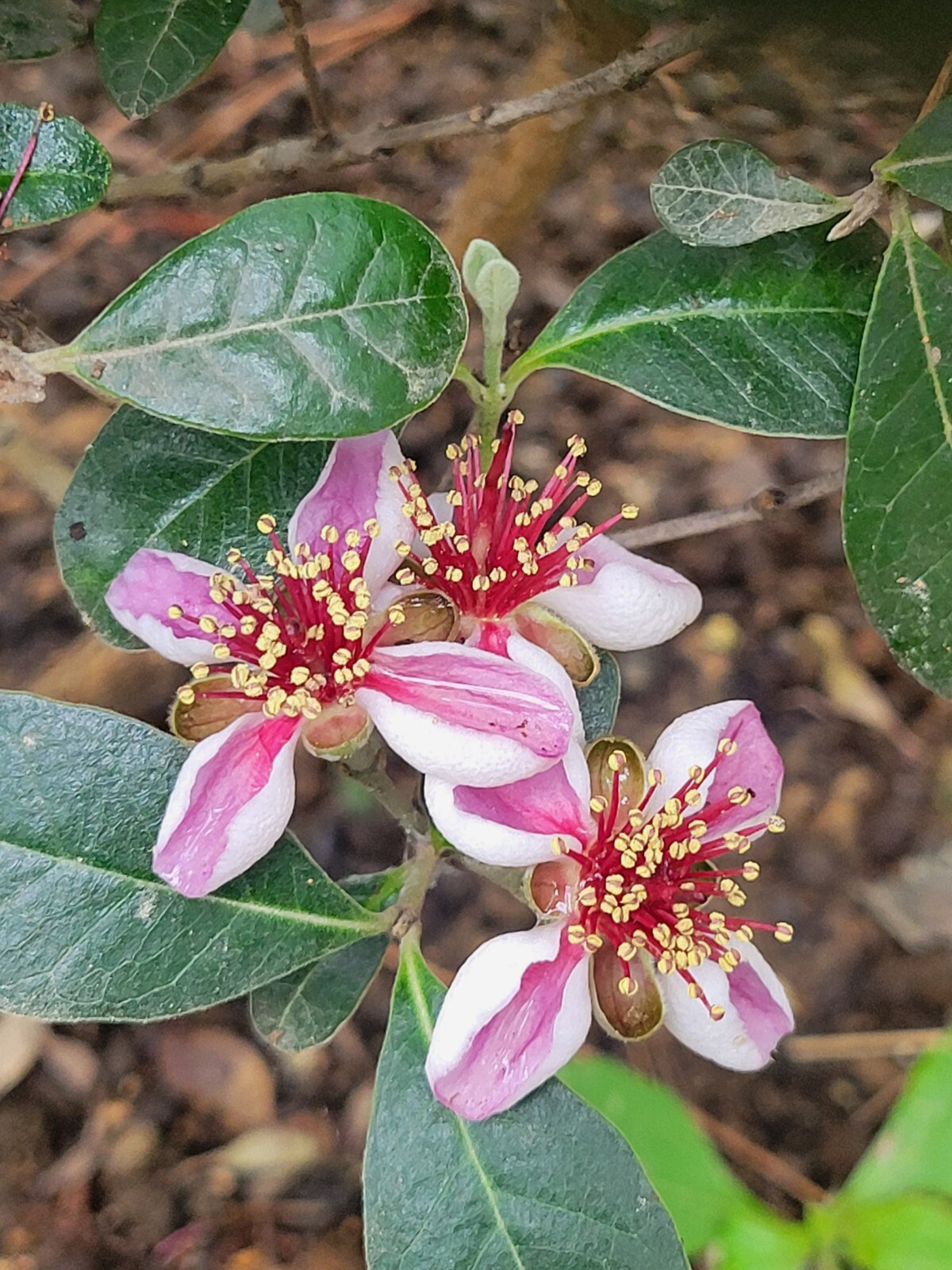 Pineapple Guava Cuttings Pollinator Perfect For Rooting Grafting Edible Flowers