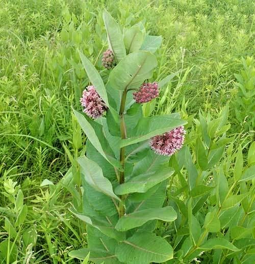 51+COMMON MILKWEED Seeds Native Wildflower Container Flower Garden Heat Cold