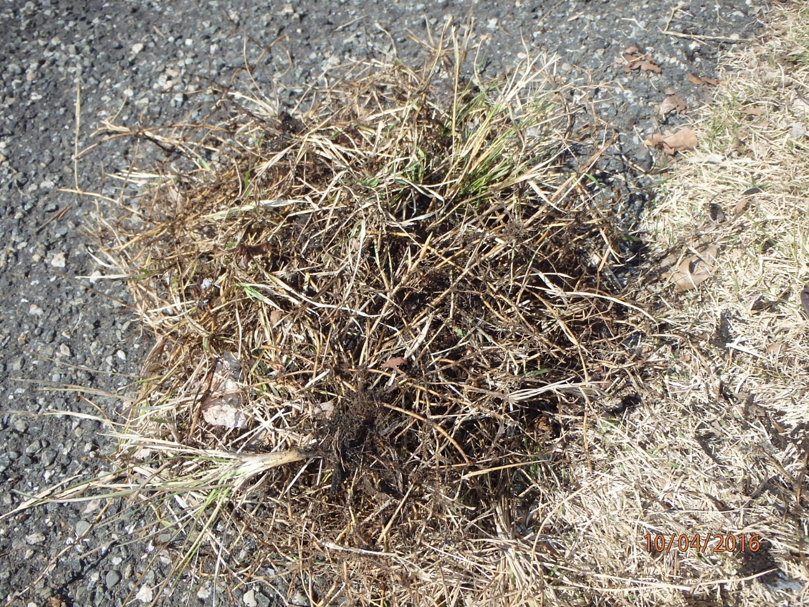Dormant Zoysia grass handfull of rhizomes/stolones good for 10-15 plugs or more