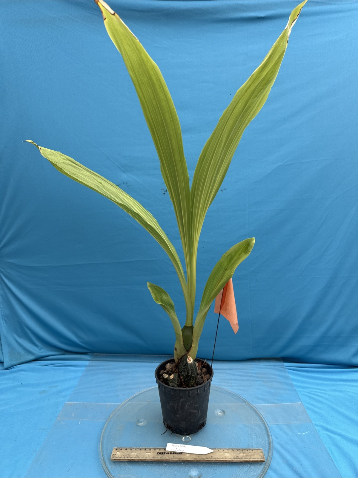 Anguloa X acostae Pink White Fragrant BS Orchid Hybrid 5.5” Pt Mature New Growth