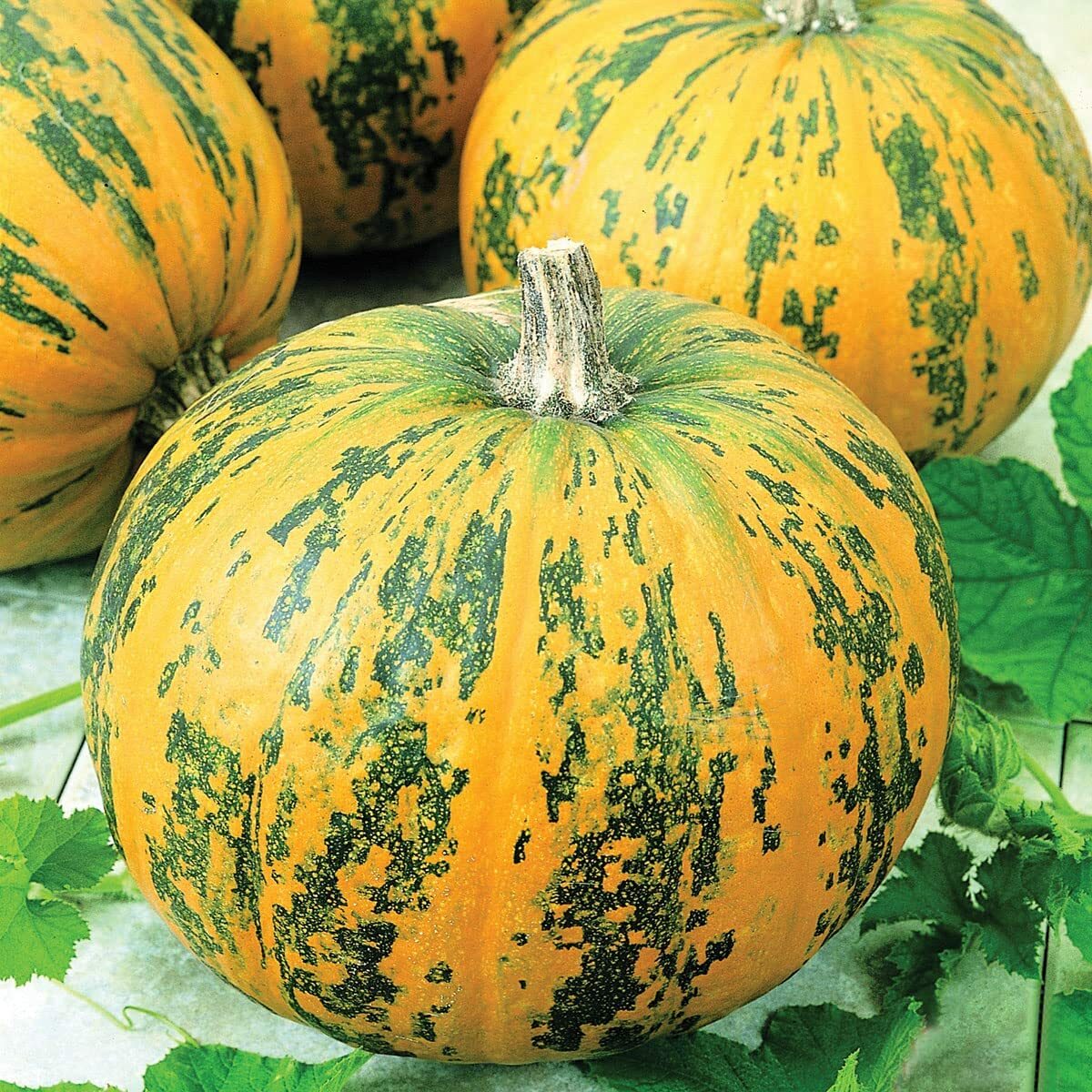 20 Exotic Green and Orange Pumpkin Seeds to Grow Stunning Multi Color Pumpkins