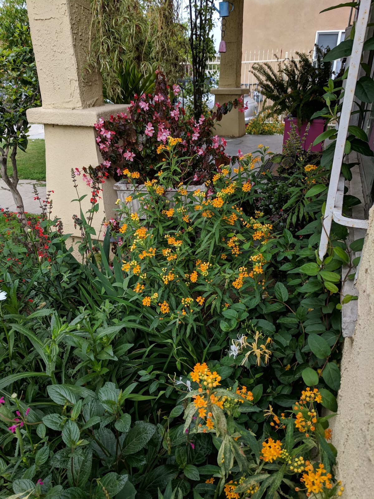 Yellow Milkweed (100+ SEEDS). Tropical Asclepias Tuberosa. 2024 Crop USA Grown