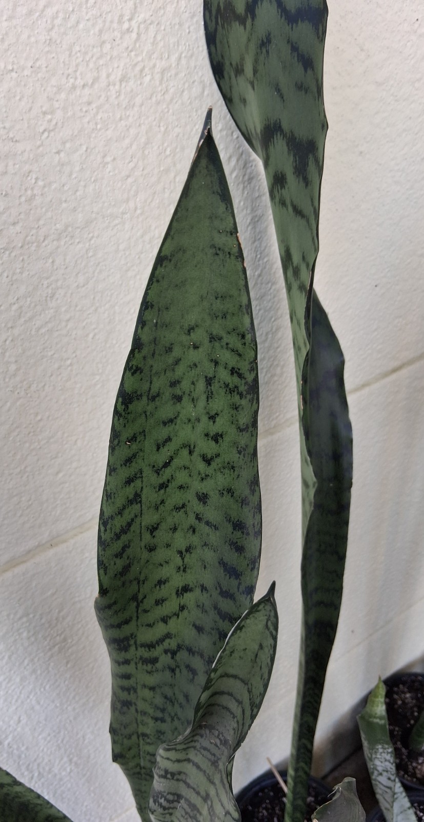 Snake Plant – (36″ – 48″ Tall) – Dracaena/Sansevieria Trifasciata ‘Zeylanica’