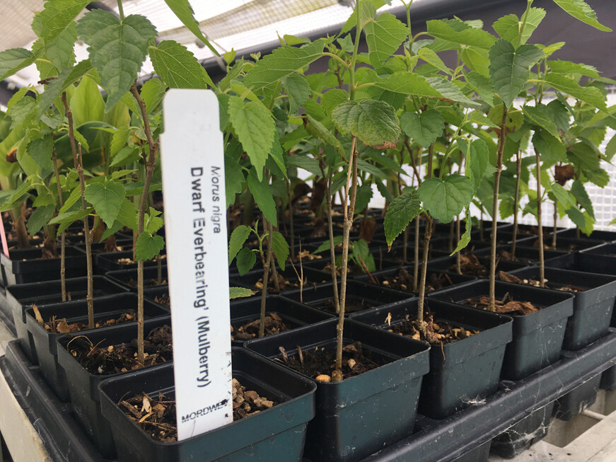 Dwarf Black Mulberry -Morus Nigra – Everbearing Live Plant Fruit