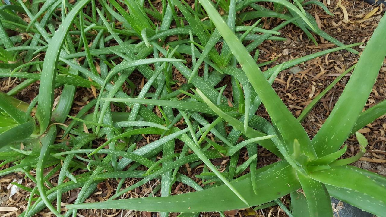 20 ASST. MEDICINAL ALOE VERA PLANTS ~ FAT AND HEALTHY! ~ ORGANIC~ BEST DEAL! AZ
