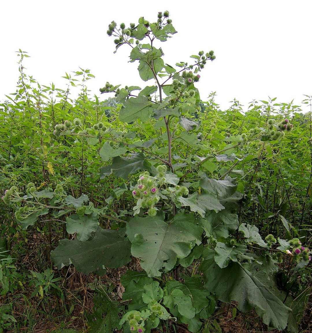 5 Large Burdock Arctium Lappa Plant Seeds Vegetable Japanese Garden