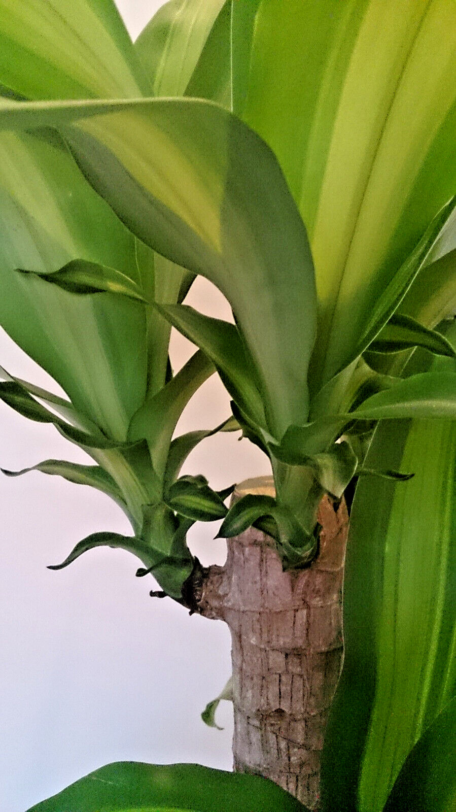 Fresh Cutting Dracaena Massangeana Fragrans Corn Plant Palo de Agua Brazil Wood