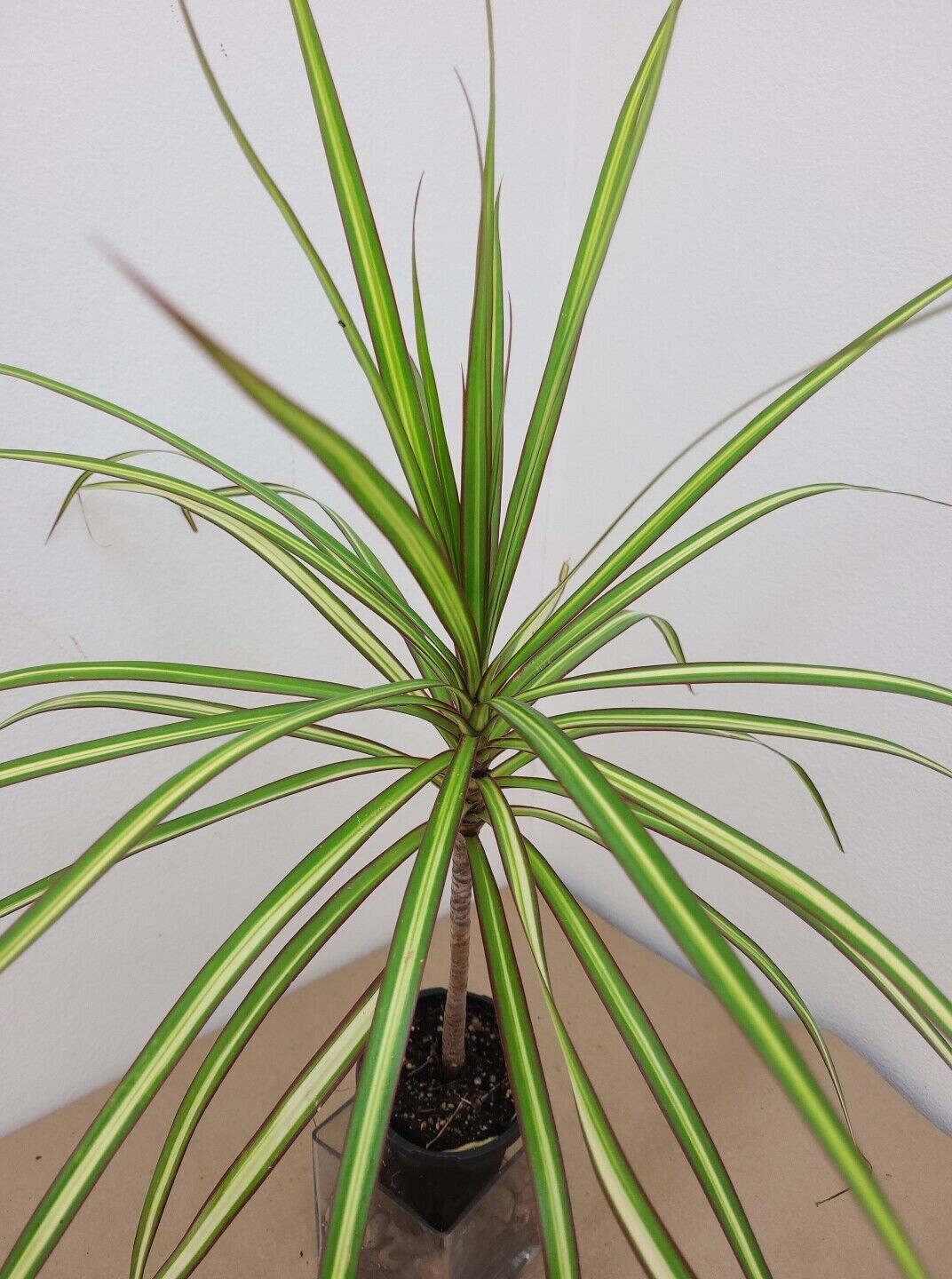 VARIEGATED DRACAENA KIWI +Free Heat Awesome Colored Dragon Tree COLORFUL