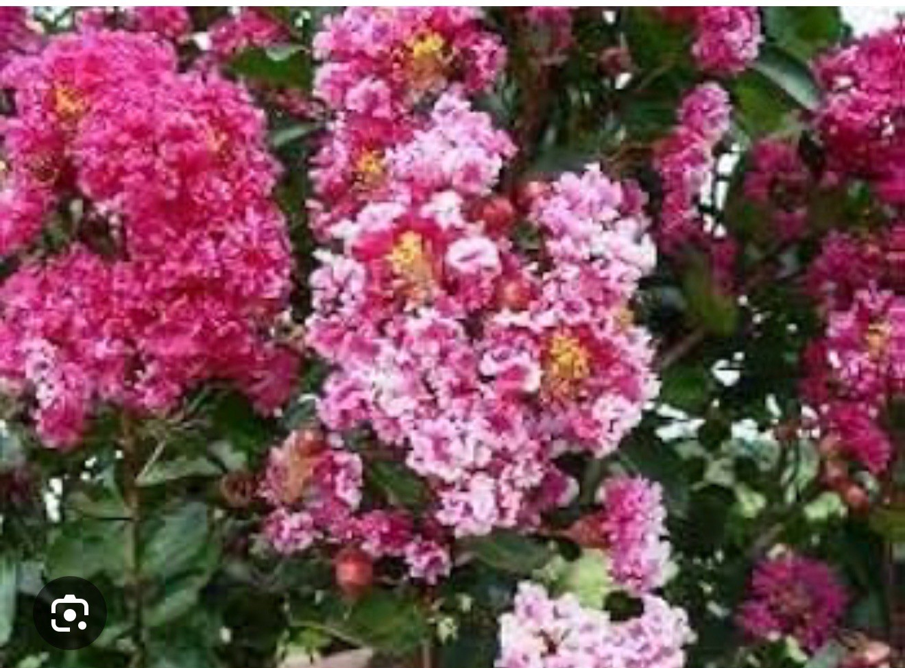 Raspberry Sunday Crape Crepe Myrtle Starter Lagerstroemia Small STARTER Plant