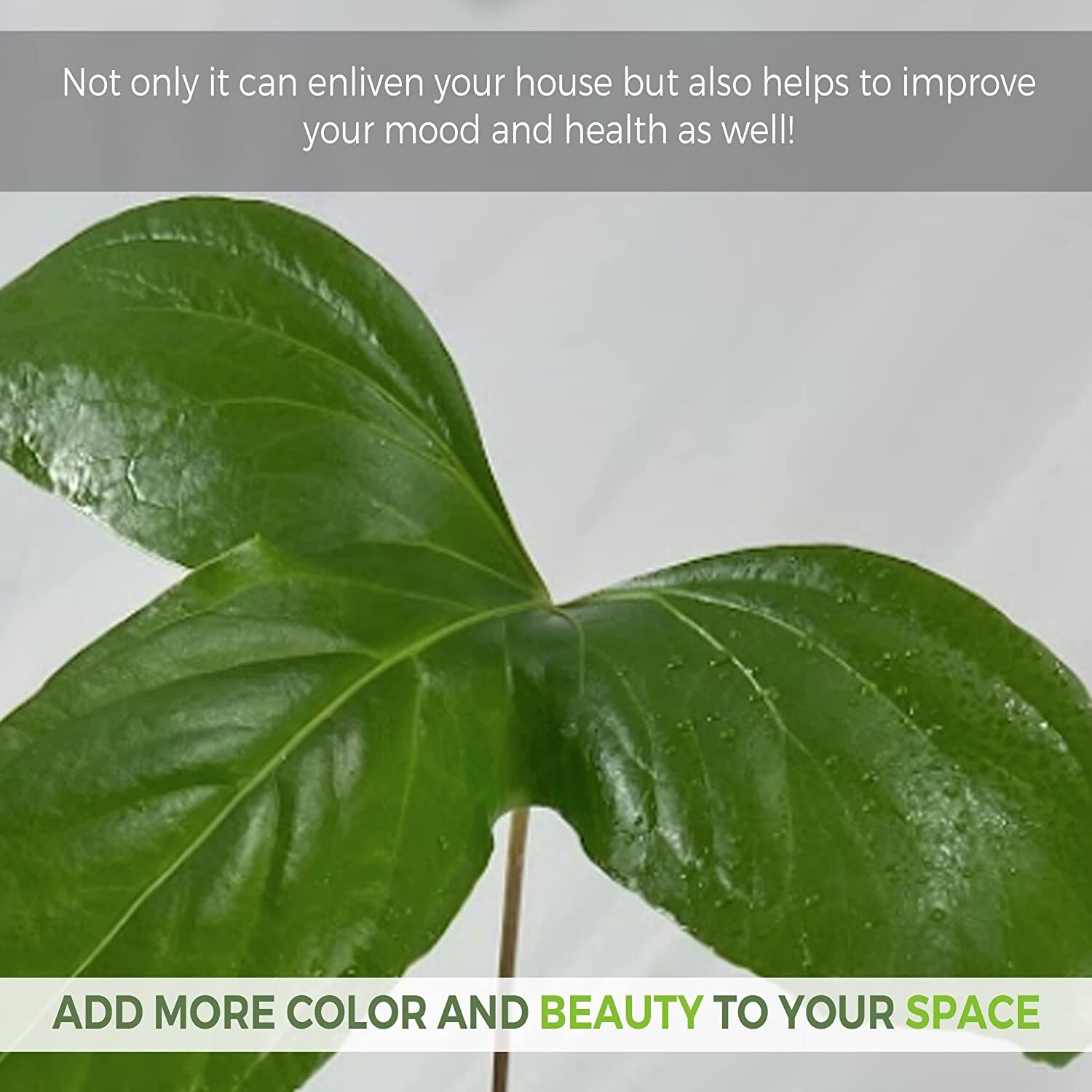 Anthurium Pynkleyi by LEAL PLANTS ECUADOR |Green Live House Plants for Indoors