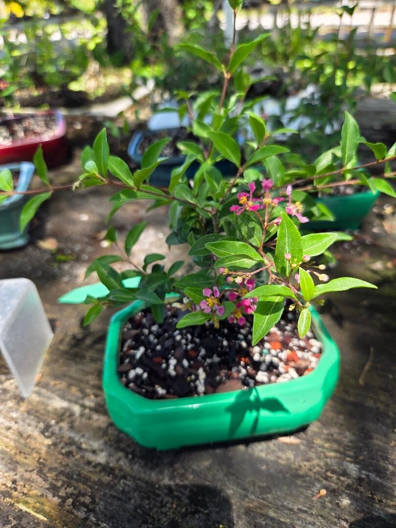 Dwarf Mini Cherry tree flowers and fruits 3-4yrs old. Does flower fruit now