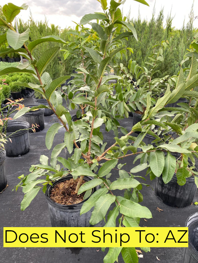 Thai Guava Tree White Fruiting Live Plant Psidium Guajava 3 Gal Pot 3-4 Ft Tall